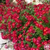 Heirloom Roses Red Drift® Online