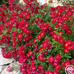 Heirloom Roses Red Drift® Online