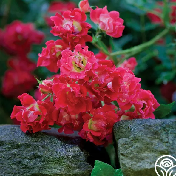 Heirloom Roses Red Drift® Online