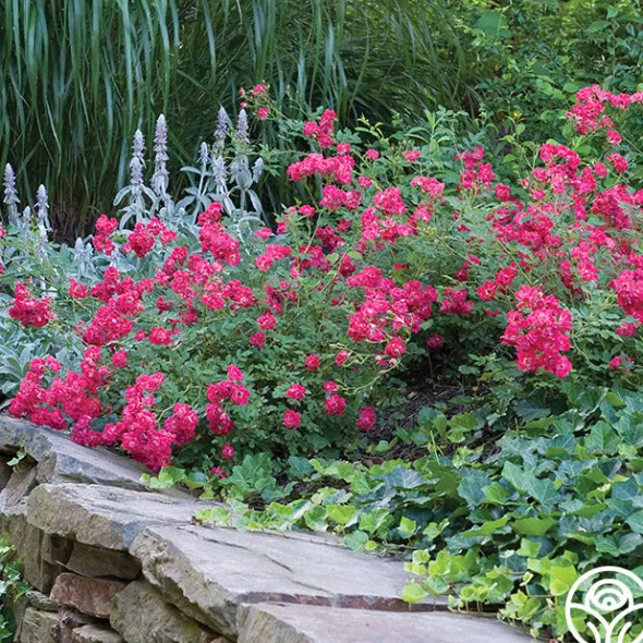 Heirloom Roses Red Drift® Online