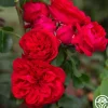 Heirloom Roses Red Eden®