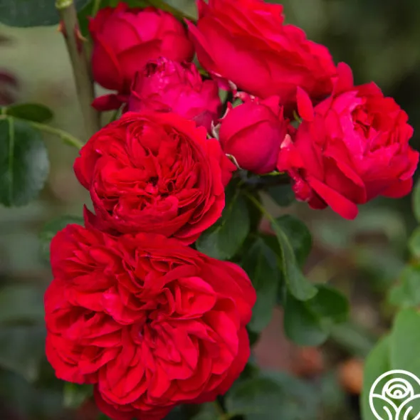 Heirloom Roses Red Eden®