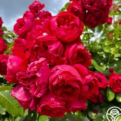 Heirloom Roses Red Eden®
