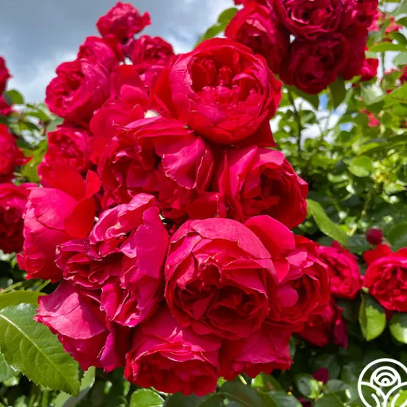Heirloom Roses Red Eden®