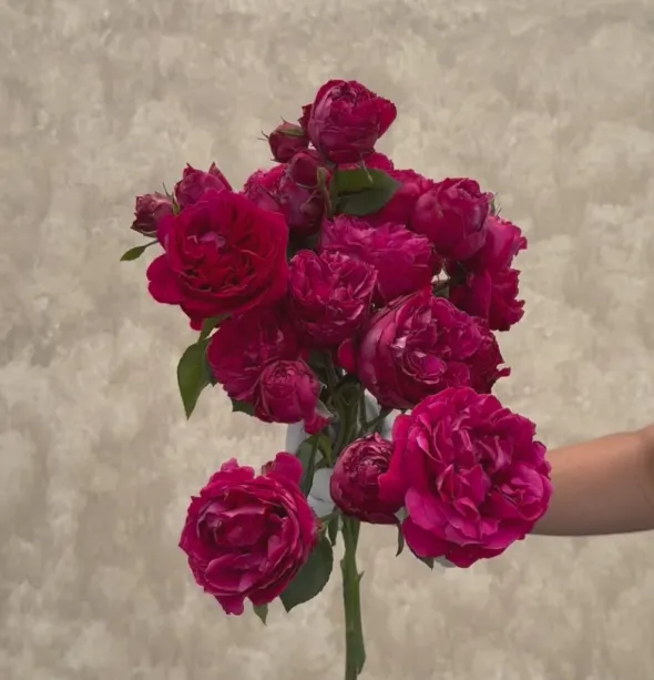 Heirloom Roses Red Eden®