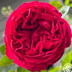 Heirloom Roses Red Eden®