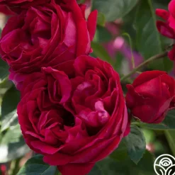 Heirloom Roses Red Eden®