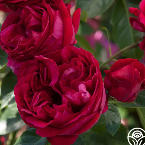Heirloom Roses Red Eden®