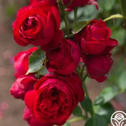 Heirloom Roses Red Eden®
