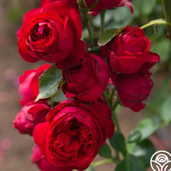 Heirloom Roses Red Eden®