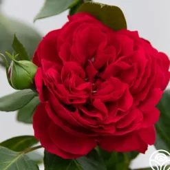 Heirloom Roses Red Eden®