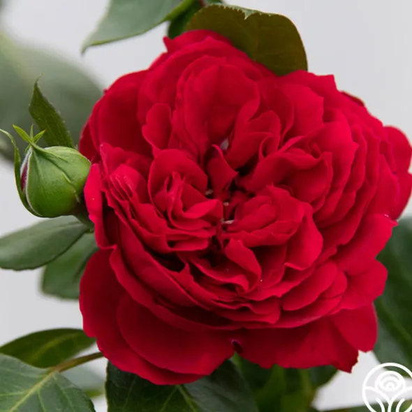 Heirloom Roses Red Eden®