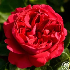 Heirloom Roses Red Eden®