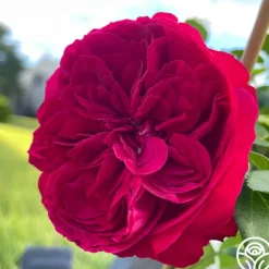 Heirloom Roses Red Eden®