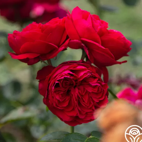 Heirloom Roses Red Eden®