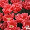 Heirloom Roses Red Foxtrot Sale