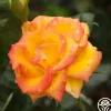 Heirloom Roses Red Gold Online