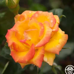 Heirloom Roses Red Gold Online