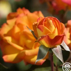 Heirloom Roses Red Gold Online