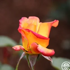 Heirloom Roses Red Gold Online