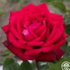 Heirloom Roses Red Masterpiece® Sale