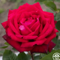 Heirloom Roses Red Masterpiece® Sale