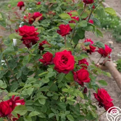 Heirloom Roses Red Masterpiece® Sale