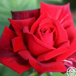 Heirloom Roses Red Masterpiece® Sale
