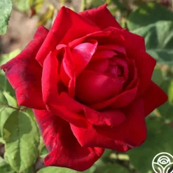 Heirloom Roses Red Masterpiece® Sale