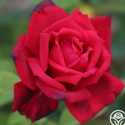 Heirloom Roses Red Masterpiece® Sale