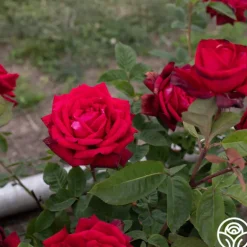 Heirloom Roses Red Masterpiece® Sale