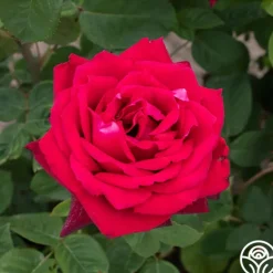 Heirloom Roses Red Masterpiece® Sale