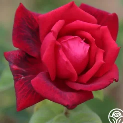 Heirloom Roses Red Masterpiece® Sale