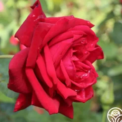 Heirloom Roses Red Masterpiece® Sale