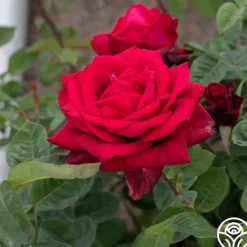 Heirloom Roses Red Masterpiece® Sale