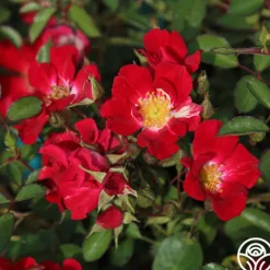 Heirloom Roses Red Meidiland® Online
