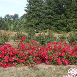Heirloom Roses Red Meidiland® Online