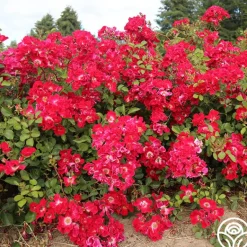Heirloom Roses Red Meidiland® Online