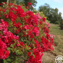 Heirloom Roses Red Meidiland® Online