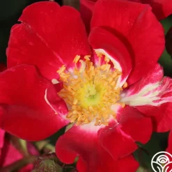 Heirloom Roses Red Meidiland® Online