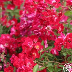 Heirloom Roses Red Meidiland® Online