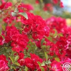 Heirloom Roses Red Meidiland® Online