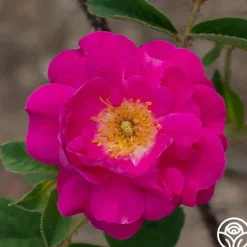 Heirloom Roses Red Moss New