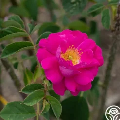 Heirloom Roses Red Moss New