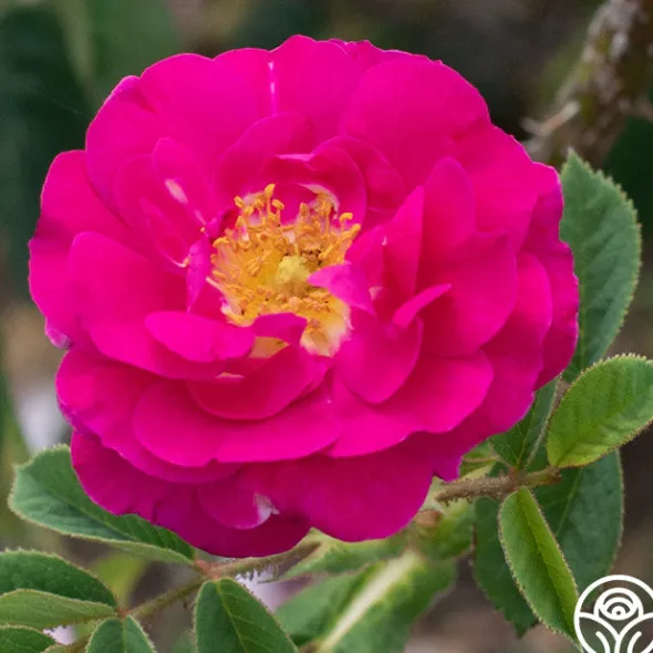 Heirloom Roses Red Moss New
