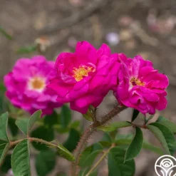 Heirloom Roses Red Moss New