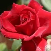 Heirloom Roses Red Prince® Best