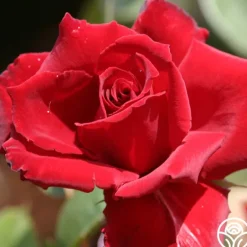 Heirloom Roses Red Prince® Best
