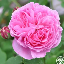 Heirloom Roses Reine Victoria Discount