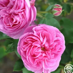 Heirloom Roses Reine Victoria Discount